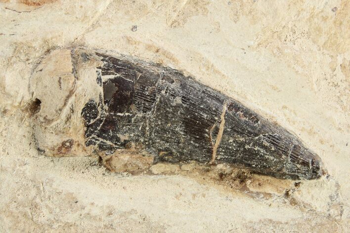 Fossil Plesiosaur (Libonectes) Tooth - Asfla, Morocco #270974